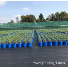 PP Agricultural Weed Mat